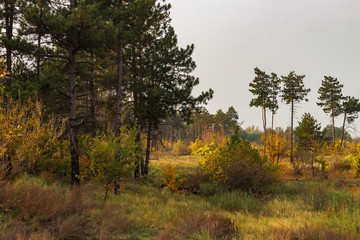Fototapeta na wymiar Autumn afternoon in the pine forest with green and yellow grass