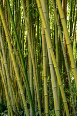 Bosque de Bambú, Blanes