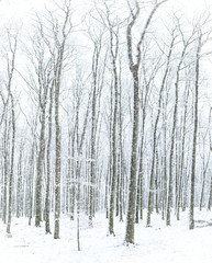 Snowy forest with falling snowflakes, Czech Republic