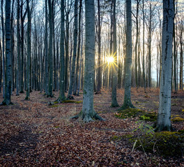 Numbered beech trees with sunrise, Czech Republic
