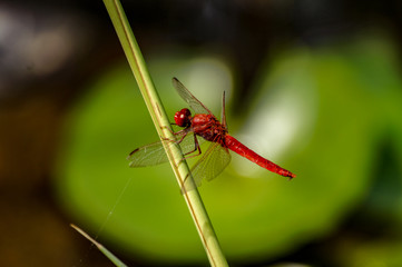 Libélula roja, Blanes