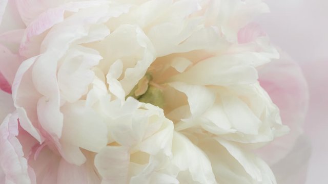 Close up view of a pale pink peony blossom opening. Macro shot of beautiful and delicate peony flower, layered petals in full bloom. 4k timelapse video