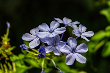 Flores de Blanes