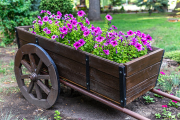 Fototapeta na wymiar Flowerbed of violet flowers in a wooden cart