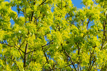 Ahornbaumblüten vor blauem Himmel