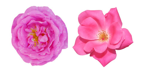 Camellia macro flower and tea rose on white isolated background