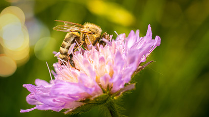Bienen bei der Arbeit