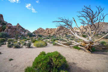 hiking the hidden valley trail in joshua tree national park, california, usa