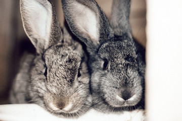 little gray fluffy rabbits