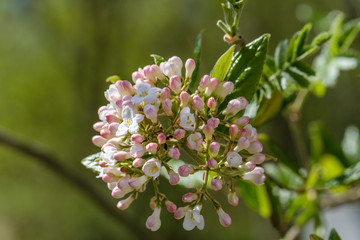 Frühlingsblüten an einem Strauch im Garten