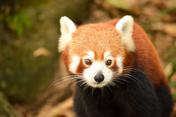Portrait of a red panda
