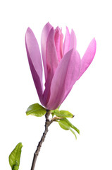 Beautiful delicate purple magnolia close up isolated on white background