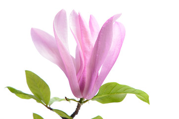 Beautiful delicate purple magnolia close up isolated on white background