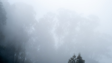 Fototapeta na wymiar fog on a forest and trees in California