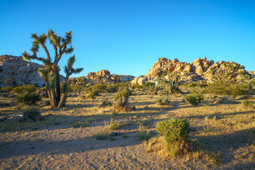 hiking the barker dam nature trail in joshua tree national park, california, usa