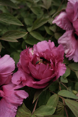Pink Peony and Bee