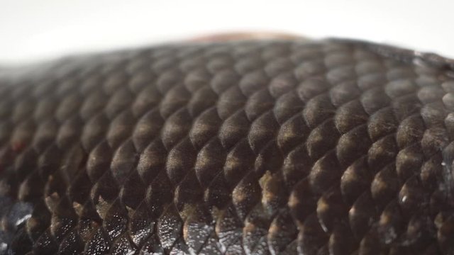 Closeup view video footage of scales texture of skin of fresh fish.