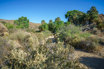 Fototapeta na wymiar hiking the lost palms oasis trail in joshua tree national park, california, usa