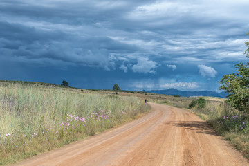Fototapeta na wymiar Road landscape with cosmos flowers, pedestrian and brewing storm