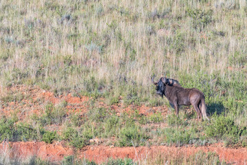 A black wildebeest, Connochaetes gnou, at Uithoek