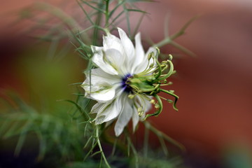 Blüte einer weißen Jungfer im Grünen