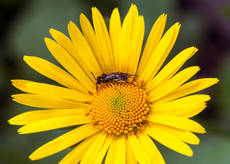 The bright yellow flower of doronikum in spring in the early morning.