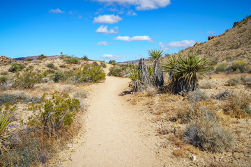 hiking the lost palms oasis trail in joshua tree national park, california, usa