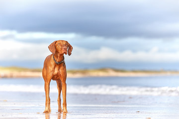 Beautiful Hungarian Vizsla purebred dog. Standing on tranquil vibrant blue beach. Looking into the distance. Space for Copy / Text.