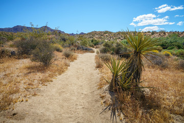 hiking the lost palms oasis trail in joshua tree national park, california, usa