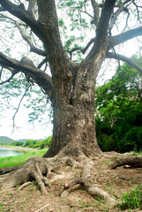 Chamchuri Tree branches, lush tropical trees, refreshing.