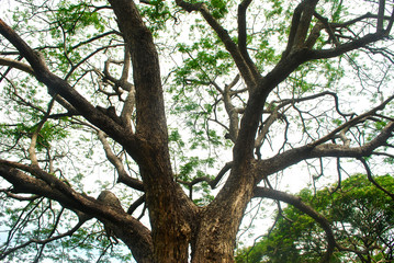 Fototapeta na wymiar Chamchuri Tree branches, lush tropical trees, refreshing.