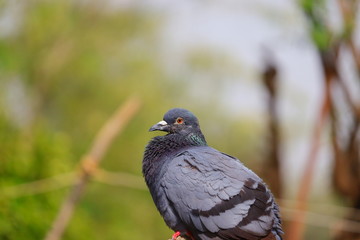 pigeon (bird) , dove image