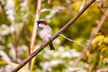 house sparrow passer domesticus on branch