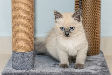 A cute little ragdoll kitten with blue eyes sits on carpet.
