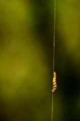 Le Grand hyponomeute du Fusain ou Hyponomeute parente (Yponomeuta cagnagella)