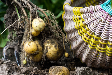 Potatoes tubers dugged out of the soil near the basket in farmers field, agriculture concept