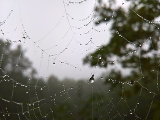 The spider web with water droplets in the woods