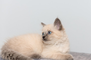 A cute little ragdoll kitten with blue eyes lies on carpet.