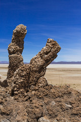 petrified cactus in Bolivia near Uyuni