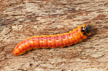 Top view of Cossus cossus caterpillar