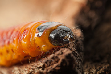 Wood pest caterpillar head