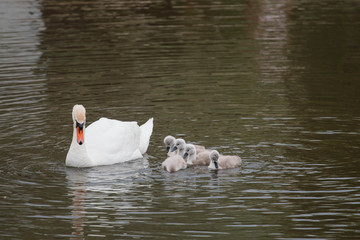 
swans with their offspring on the lake