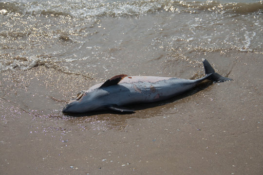
dead dolphin on the black sea coast