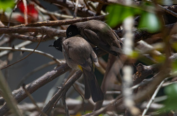 A white-spectacled bulbul (Pycnonotus xanthopygos) Grooming his mate between the branches of a South African Coral Tree (Erythrina lysistemon)