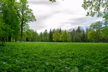 Tsarskoye Selo. Alexandrovsky park