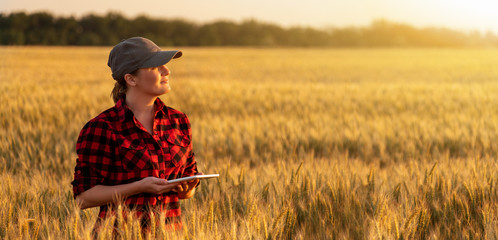 A woman farmer examines the field of cereals and sends data to the cloud from the tablet. Smart...