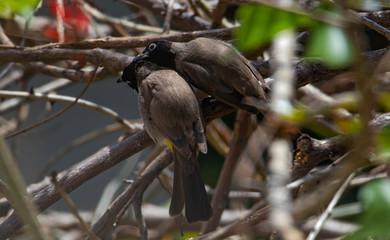 A white-spectacled bulbul (Pycnonotus xanthopygos) Grooming his mate between the branches of a South African Coral Tree (Erythrina lysistemon)