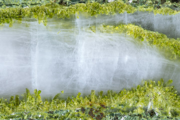Green epidote crystals in translucent quartz vein