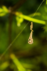 Le Grand hyponomeute du Fusain ou Hyponomeute parente (Yponomeuta cagnagella)