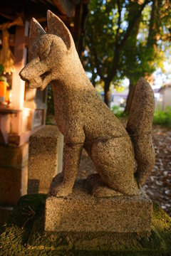 Fox of the small Inari Shrin（小さな稲荷神社の狐）